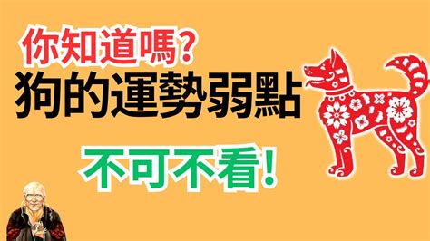 屬狗生肖|生肖狗性格優缺點、運勢深度分析、年份、配對指南